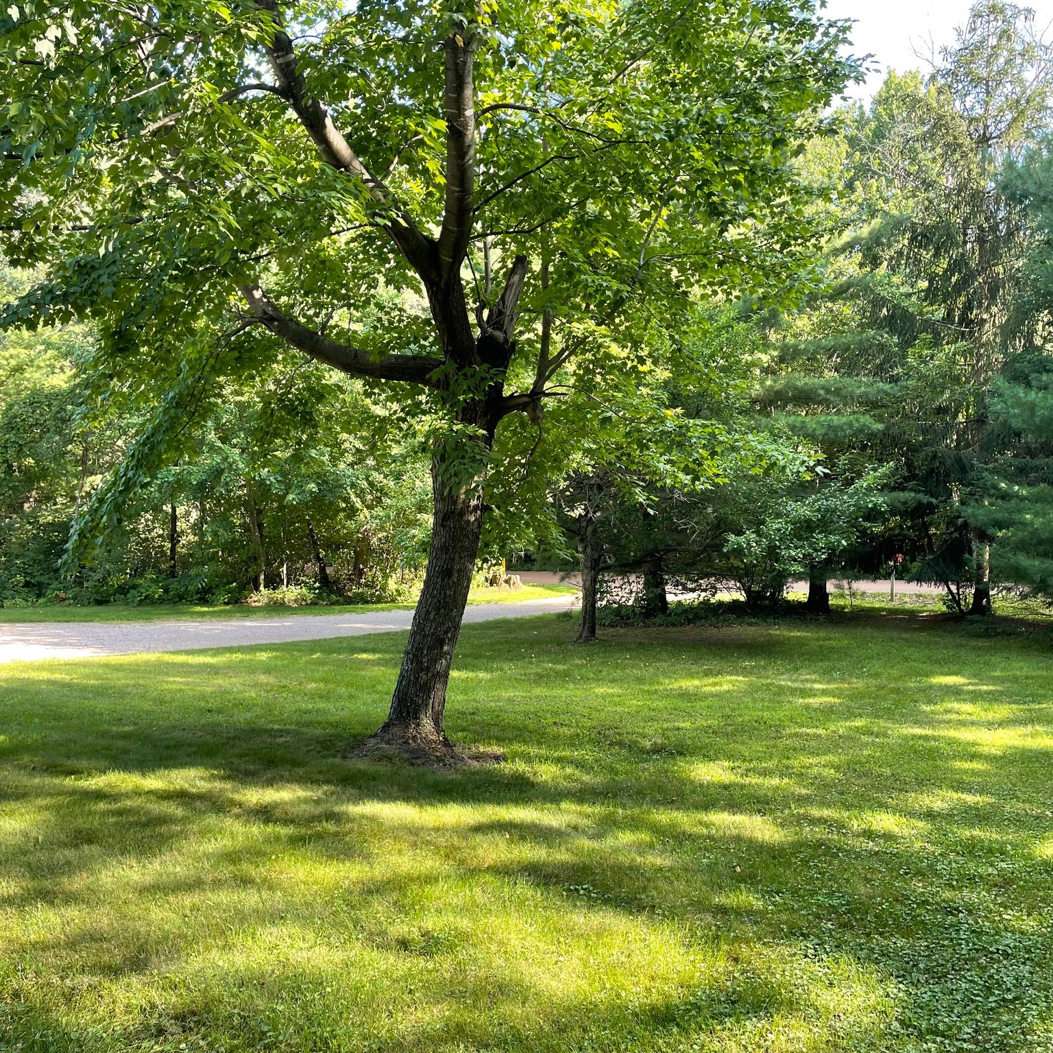 Dethatching service for lawn health in Chisago County Minnesota